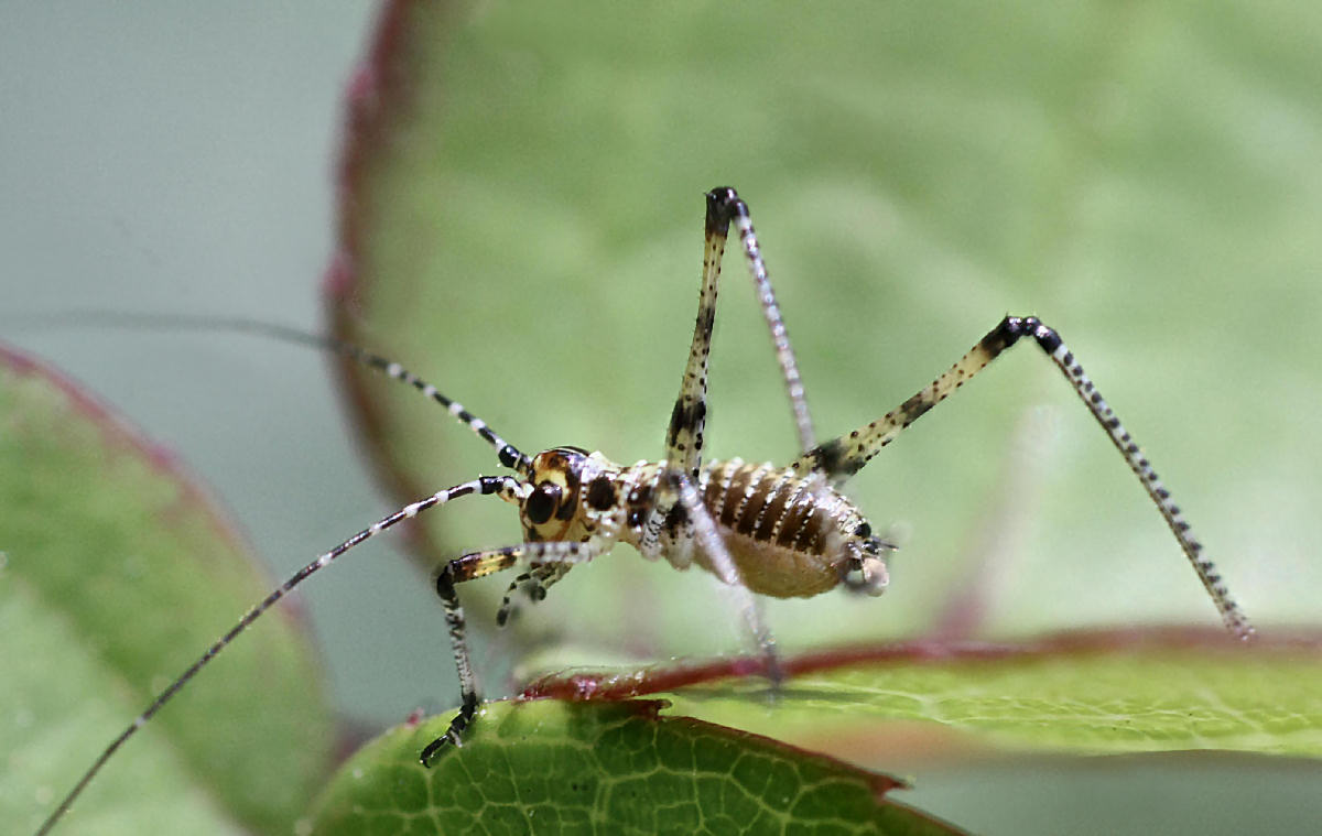 piccolo neanide da identificare